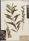 Foto von Salix humilis Marshall x Salix sericea Marshall